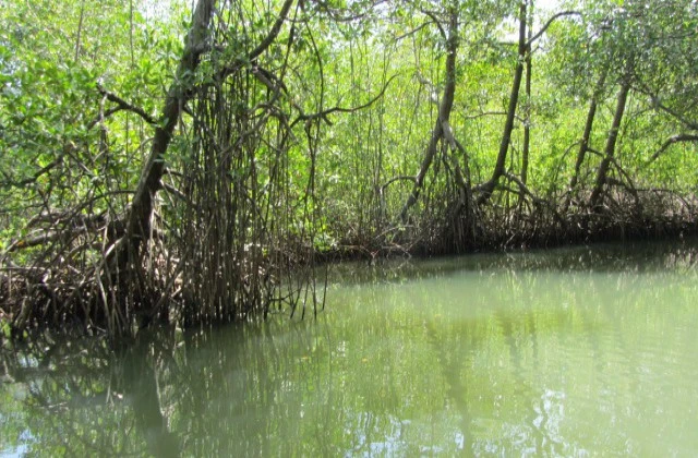 Park National Los Haitises mangrove 4
